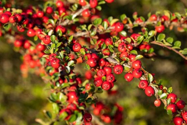 Cotoneaster horizontalis Strauch 50-60 cm