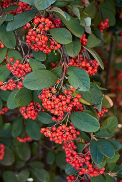Zwergmispel Cotoneaster lacteus Strauch 60-80 C5 Cotoneaster lacteus Strauch 60-80 cm