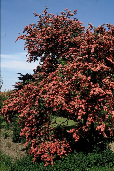 Echter Rotdorn Crataegus laevigata 'Paul's Scarlet' Strauch 150-175 C20 Crataegus laevigata 'Paul's Scarlet' Strauch 150-175 cm