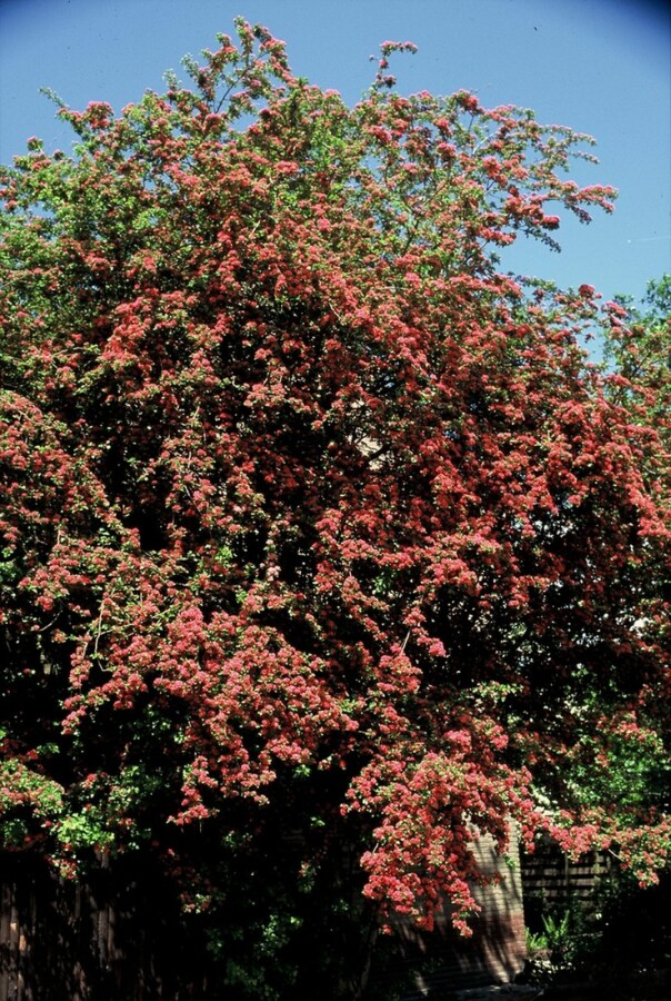 Echter Rotdorn Crataegus laevigata 'Paul's Scarlet' Strauch 150-175 C20 Crataegus laevigata 'Paul's Scarlet' Strauch 150-175 cm