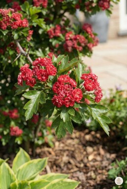 Crataegus laevigata 'Paul's Scarlet' Strauch 150-175 cm