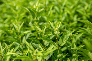 Deutzia gracilis Strauch 30-40 cm