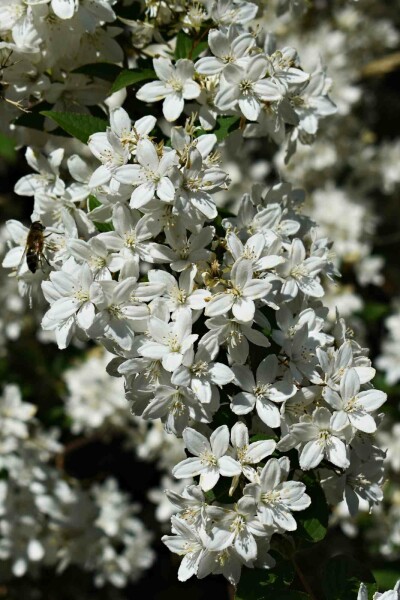 Deutzia gracilis 'Nikko' Strauch 40-50 cm