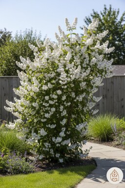 Deutzia magnifica Strauch 125-150 cm