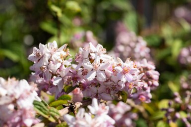 Deutzie Deutzia 'Mont Rose' Strauch 60-80 C7,5 Deutzia 'Mont Rose' Strauch 60-80 cm