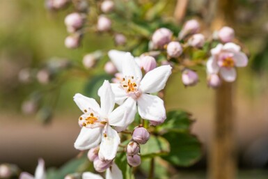 Deutzie Deutzia 'Mont Rose' Strauch 60-80 C7,5 Deutzia 'Mont Rose' Strauch 60-80 cm