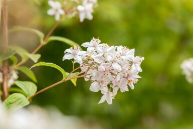 Deutzie Deutzia 'Mont Rose' Strauch 60-80 C10 Deutzia 'Mont Rose' Strauch 60-80 cm