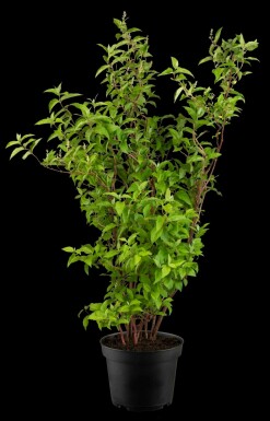 Sternchenstrauch Deutzia scabra 'Plena' Strauch 60-80 C5 Deutzia scabra 'Plena' Strauch 60-80 cm