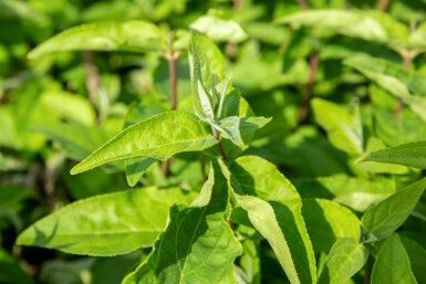 Sternchenstrauch Deutzia scabra 'Plena' Strauch 80-100 C5 Deutzia scabra 'Plena' Strauch 80-100 cm