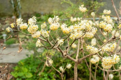 Papierstrauch Edgeworthia chrysantha Strauch 40-60 C3 Edgeworthia chrysantha Strauch 40-60 cm