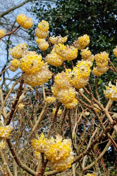 Japanischer papierbusch Edgeworthia chrysantha 'Grandiflora' Strauch 125-150 C20 Edgeworthia chrysantha 'Grandiflora' Strauch 125-150 cm