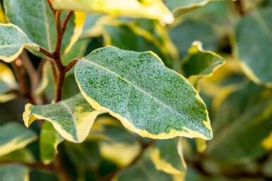 Elaeagnus ebbingei 'Limelight' Strauch 40-50 cm