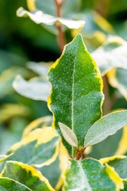 Elaeagnus ebbingei 'Limelight' Strauch 60-80 cm