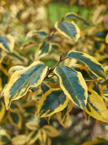 Ölweide Elaeagnus pungens 'Maculata' Strauch 30-40 C7,5 Elaeagnus pungens 'Maculata' Strauch 30-40 cm