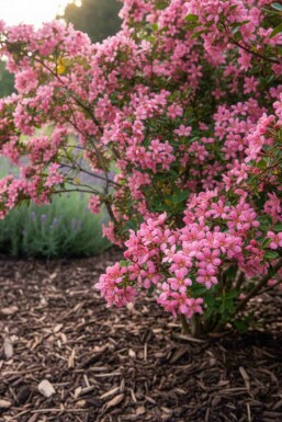 Escallonie Escallonia 'Donard Seedling' Strauch 30-40 C1,5 Escallonia 'Donard Seedling' Strauch 30-40 cm