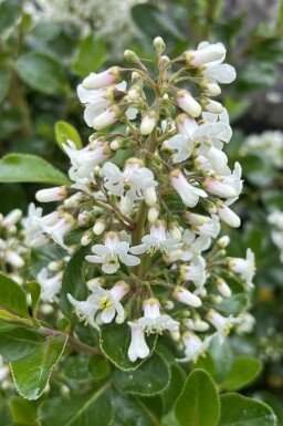 Escallonie Escallonia 'Iveyi' Strauch 80-100 C20 Escallonia 'Iveyi' Strauch 80-100 cm