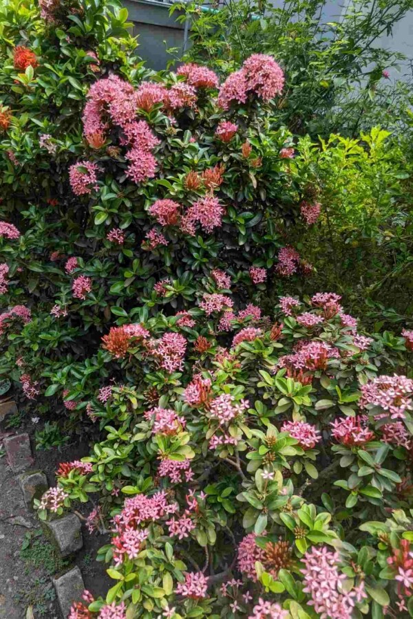 Escallonie Escallonia 'Pink Elle' Strauch 60-80 C20 Escallonia 'Pink Elle' Strauch 60-80 cm