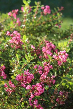 Kein Bild verfügbar