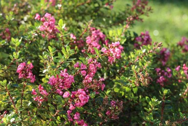 Escallonie Escallonia 'Red Dream' Strauch 20-25 C2 Escallonia 'Red Dream' Strauch 20-25 cm