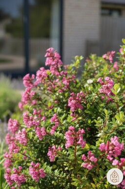 Escallonia 'Red Dream' Strauch 20-25 cm