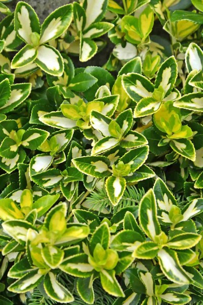 Euonymus fortunei 'Blondy' Strauch 40-45 cm