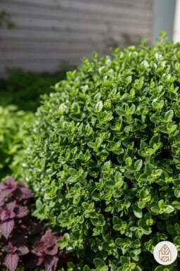 Euonymus fortunei 'Minimus' Strauch 25-30 cm