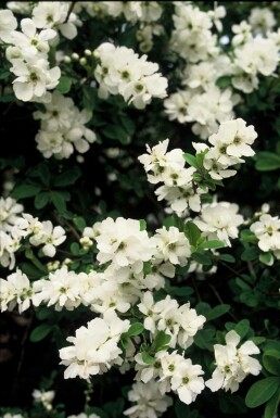 Prunkspiere 'The Bride' Exochorda macrantha 'The Bride' Strauch 40-60 C3 Exochorda macrantha 'The Bride' Strauch 40-60 cm