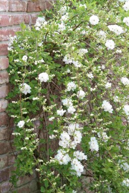 Exochorda macrantha 'The Bride' Strauch 40-60 cm