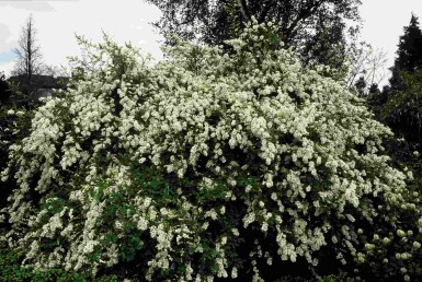 Exochorda macrantha 'The Bride' Strauch 150-175 cm
