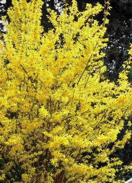 Forsythia intermedia 'Spectabilis' Strauch 60-80 cm
