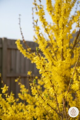 Forsythia intermedia 'Weekend' Strauch 125-150 cm
