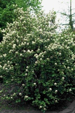 Großer Federbuschstrauch Fothergilla major Strauch 60-80 C20 Fothergilla major Strauch 60-80 cm