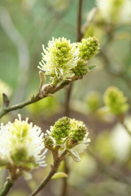 Fothergilla major Strauch 60-80 cm
