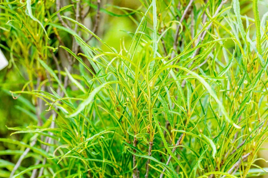 Faulbaum Frangula alnus 'Fine Line' Strauch 60-80 C5 Frangula alnus 'Fine Line' Strauch 60-80 cm