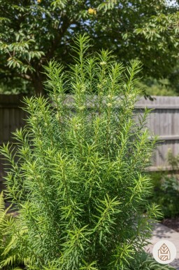 Frangula alnus 'Fine Line' Strauch 60-80 cm