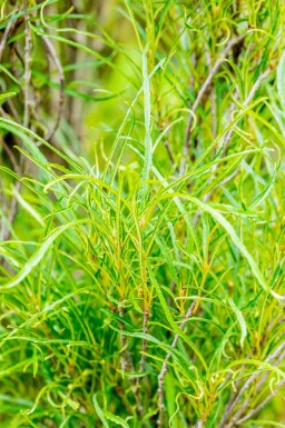 Kein Bild verfügbar