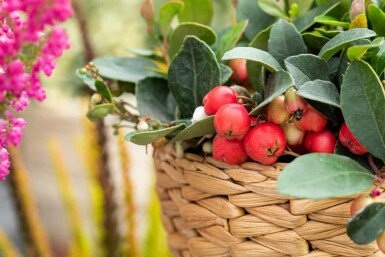 Rote Teppichbeere Gaultheria procumbens Strauch 15-20 C1,3 Gaultheria procumbens Strauch 15-20 cm