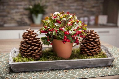 Gaultheria procumbens Strauch 15-20 cm