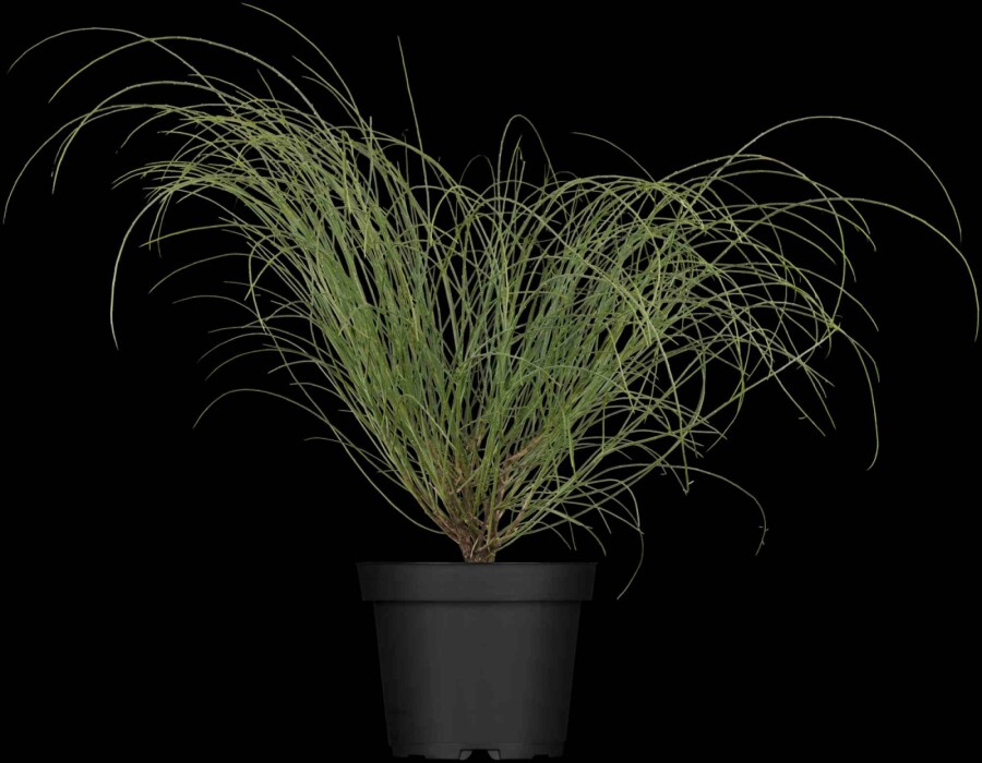 Gelber ginster Genista lydia Strauch 20-30 C2 Genista lydia Strauch 20-30 cm