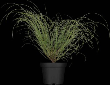 Genista lydia Strauch 20-30 cm