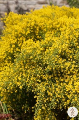 Genista lydia Strauch 20-30 cm