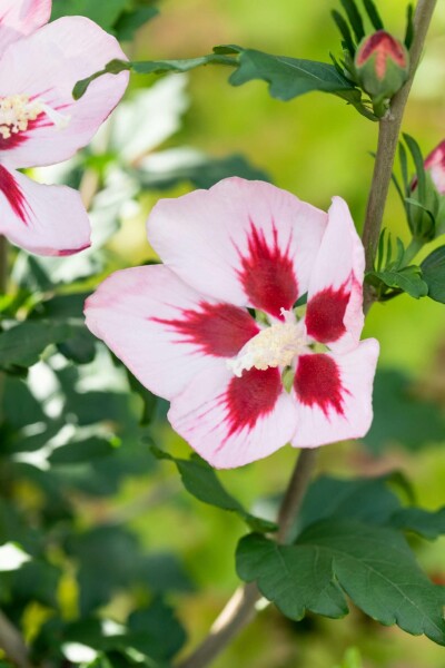Hibiscus syriacus 'Hamabo' Strauch 60-80 cm