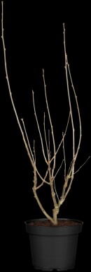 Hibiscus syriacus 'Hamabo' Strauch 60-80 cm