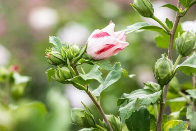Hibiscus syriacus 'Hamabo' Strauch 80-100 cm