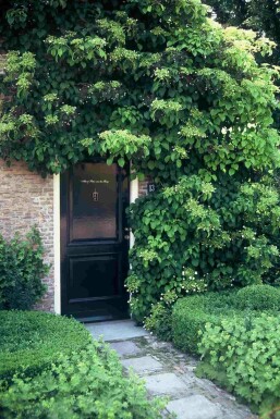 Hydrangea anomala subsp. petiolaris Strauch 80-100 cm