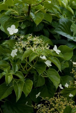 Hydrangea anomala subsp. petiolaris Strauch 100-125 cm