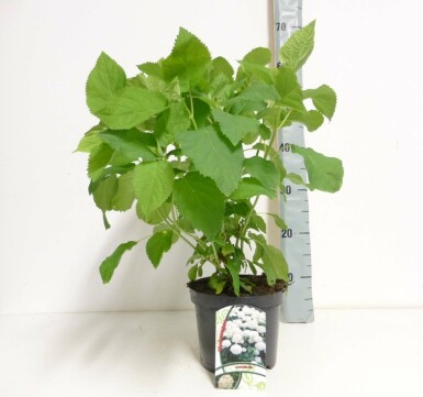 Hydrangea arborescens 'Annabelle' Strauch 50-60 cm