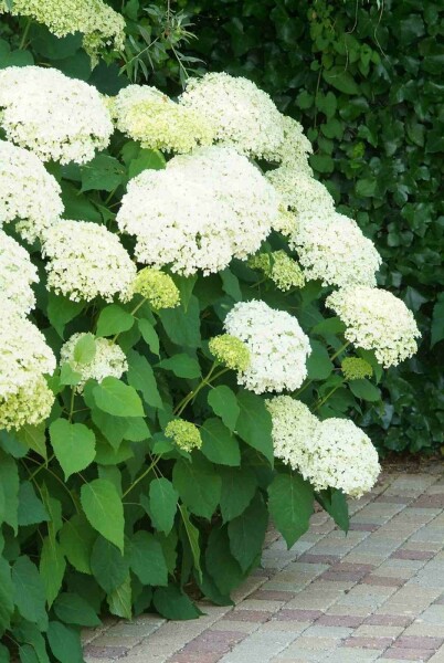Schneeball-Hortensie 'Annabelle' Hydrangea arborescens 'Annabelle' Strauch 60-80 C5 Hydrangea arborescens 'Annabelle' Strauch 60-80 cm