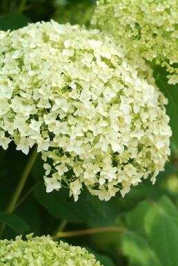 Hydrangea arborescens 'Annabelle' Strauch 60-80 cm