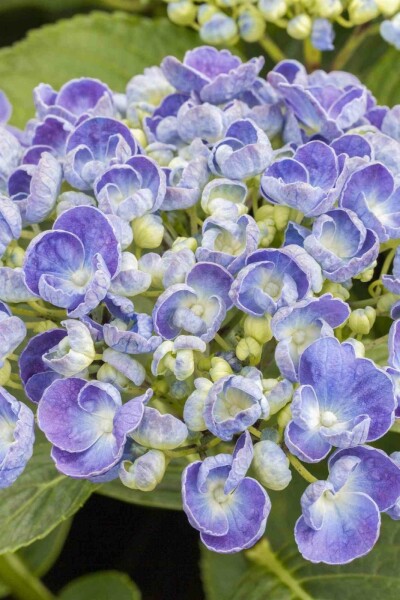 Hydrangea macrophylla 'Ayesha' Strauch 30-40 cm